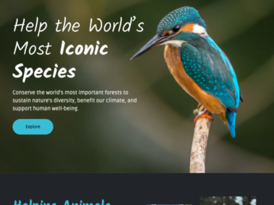 The Spotted Kingfisher - DOW2 - Tailwind CSS